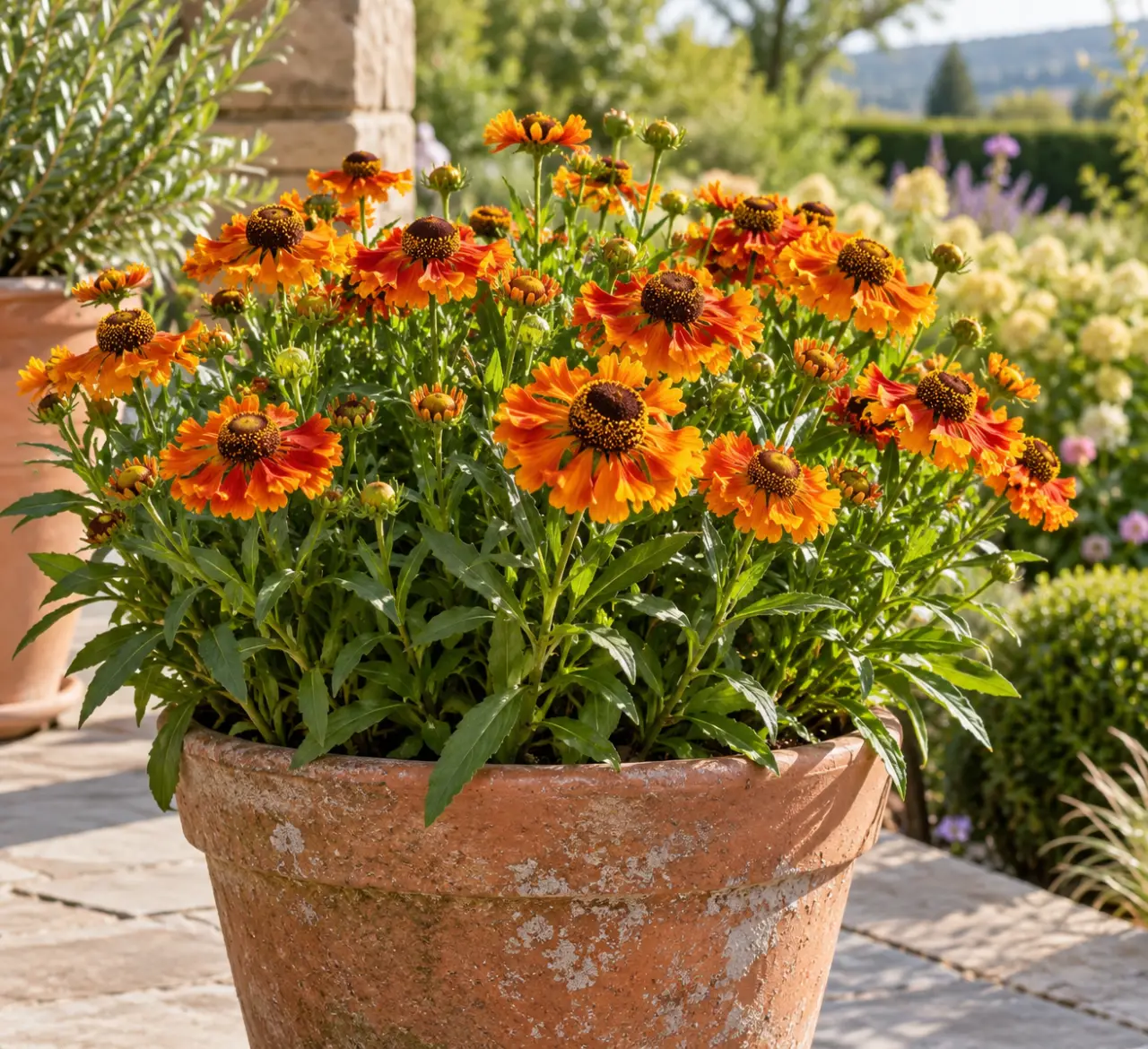 Quelle plante à fleurs orange pour l’extérieur ? Soleil, pot et résistance au froid