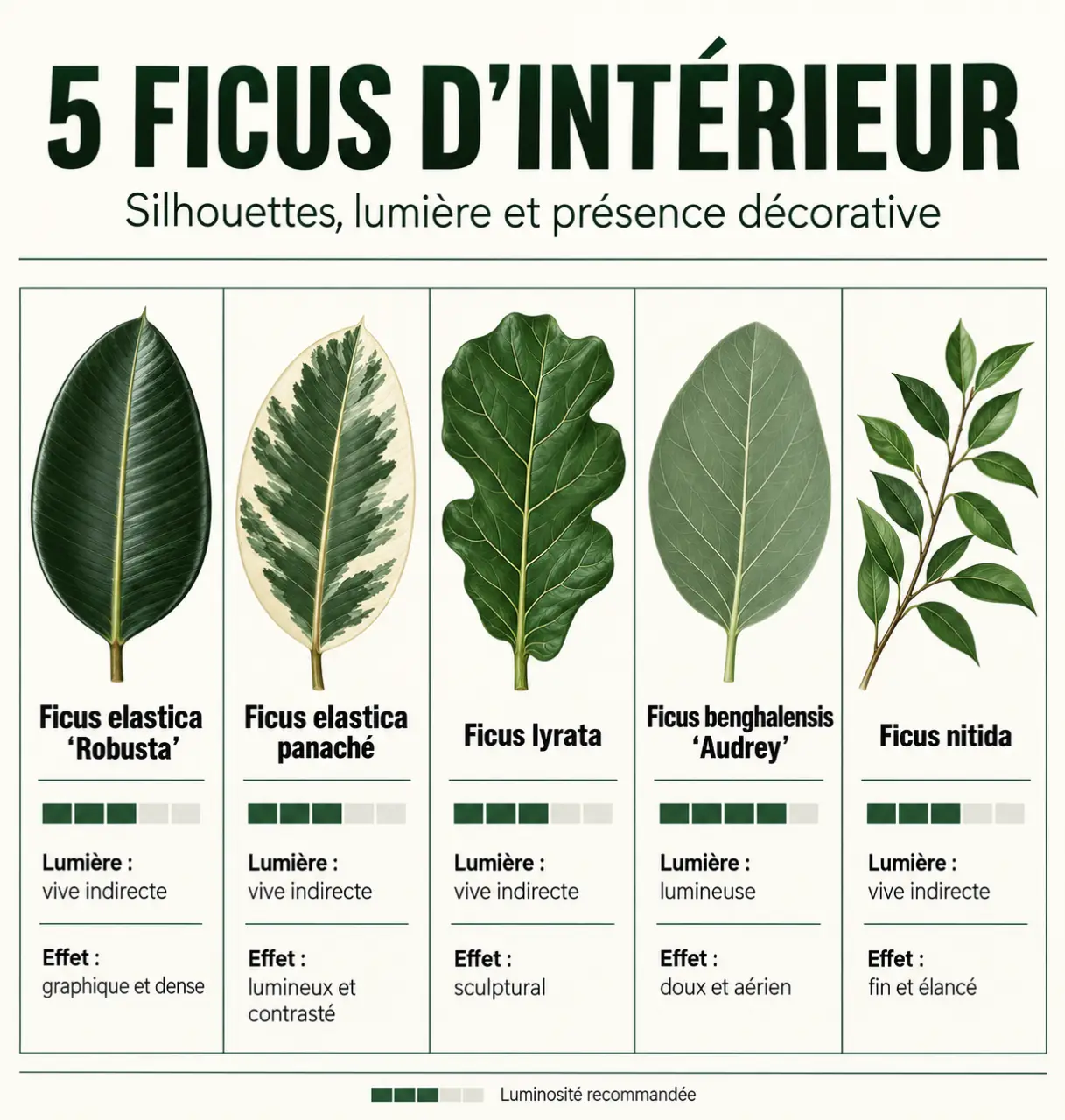 Infographie des variétés de plantes caoutchouc intérieur et de leurs différences de feuillage