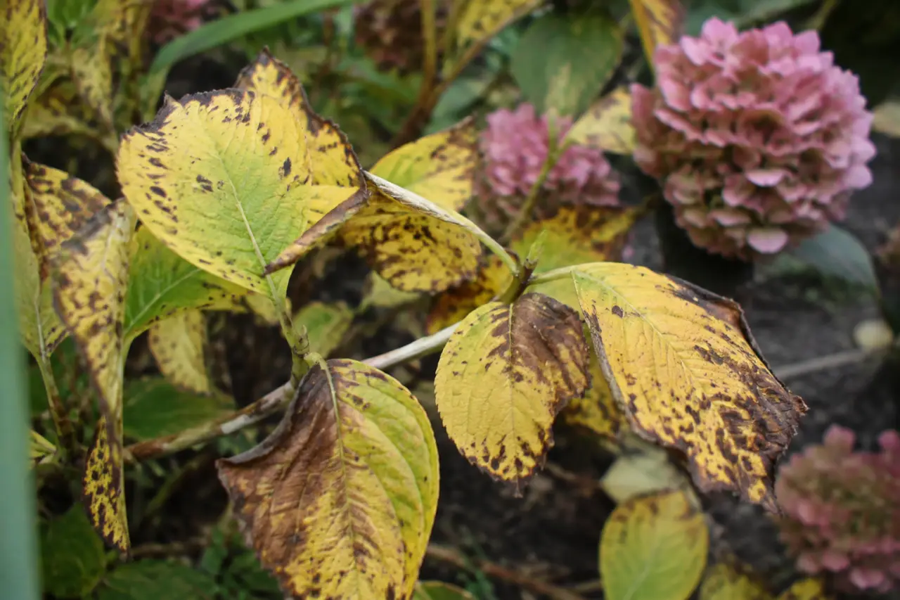 Taches, feuilles jaunes, flétrissement : quelle maladie touche l’hortensia ?